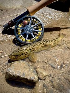 Brown Trout