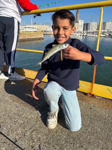Chub Mackerel