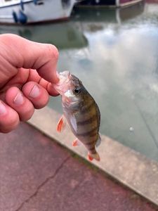 European Perch