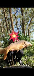 Mirror Carp