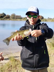 Largemouth Bass