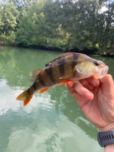 European Perch