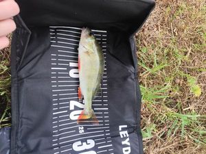 European Perch
