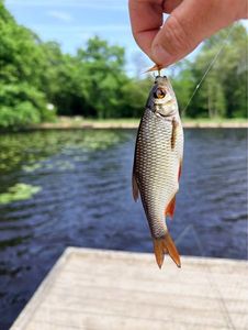 Roach