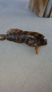 Tompot Blenny
