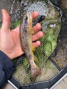 Brown Trout
