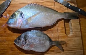 Gilthead Seabream