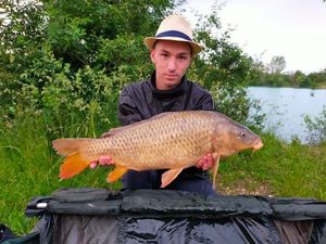 Common Carp