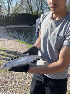 Rainbow Trout