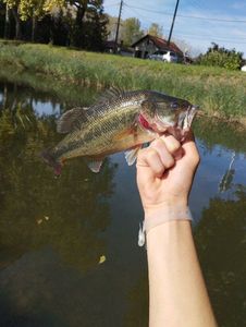 Largemouth Bass