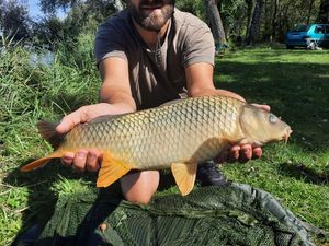 Common Carp