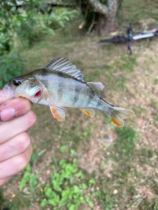 European Perch