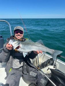 European Bass (Seabass)