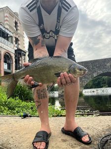 Common Bream