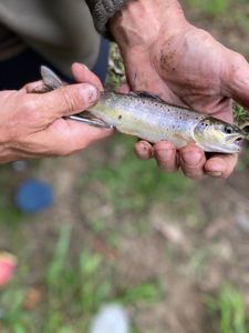 Brown Trout