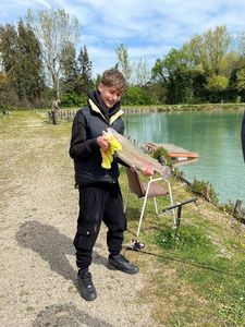 Rainbow Trout