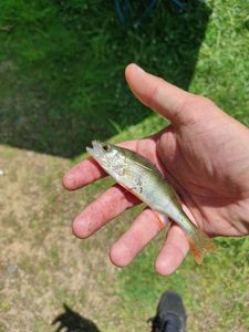 European Perch