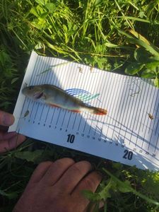 European Perch