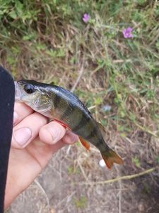 European Perch