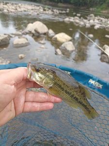 Largemouth Bass
