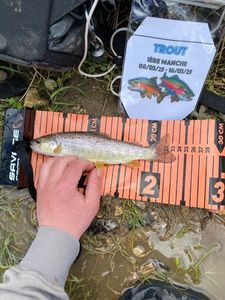 Brown Trout