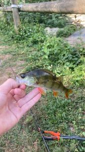 European Perch