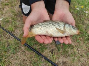 Common Carp