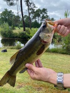 Largemouth Bass