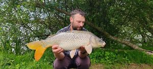 Common Carp