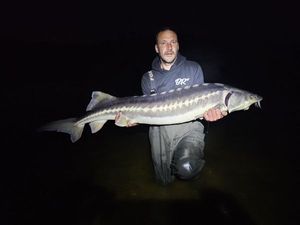 Sturgeon