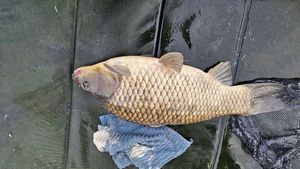 Common Carp