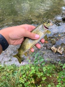 Brown Trout