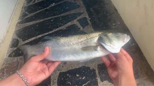 European Bass (Seabass)