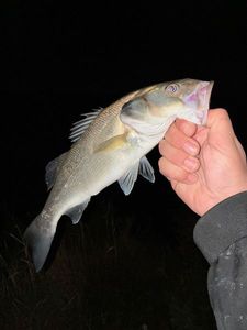 European Bass (Seabass)
