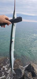 Garfish