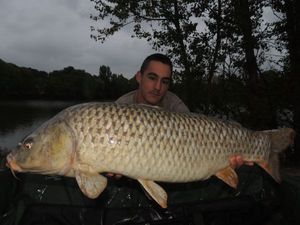 Common Carp