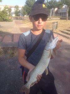 Northern Pike