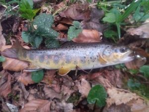 Brown Trout