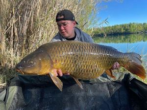 Common Carp