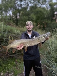 Northern Pike