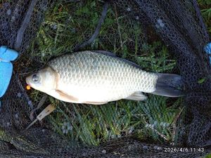 Prussian Carp