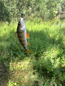 European Perch