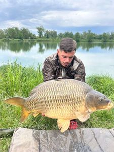 Common Carp