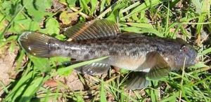 Giant Goby