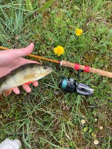 European Perch