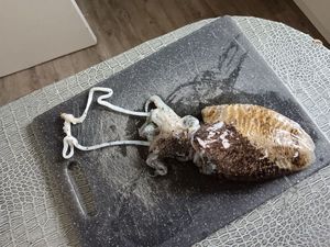 Common Cuttlefish