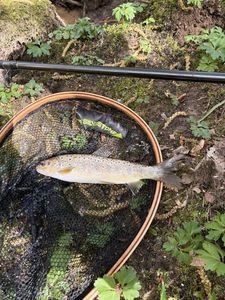 Brown Trout