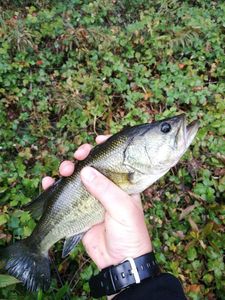 Largemouth Bass