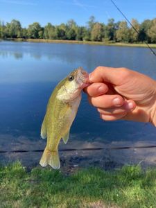 Largemouth Bass