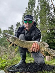 Northern Pike